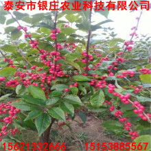 大海棠花，落叶灌木