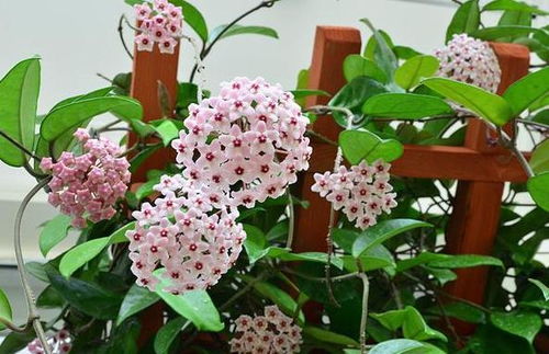 风铃草盆栽养殖，打造室内绿植新宠