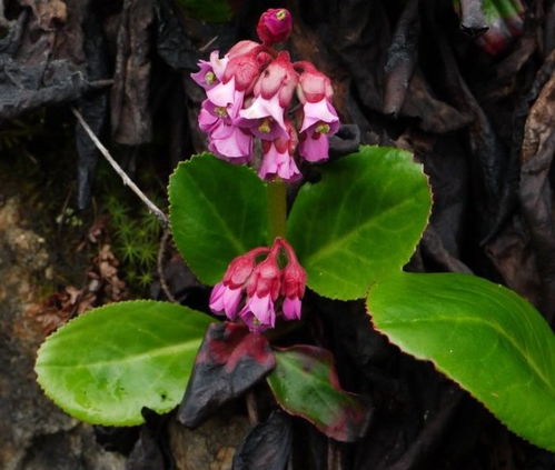 二、 适合种植的花卉品种