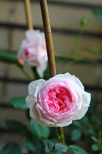月季花：剪还是不剪，这是个问题？