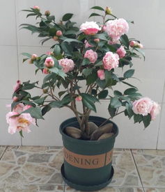 茶花北方盆栽养殖，打造春日盆景艺术
