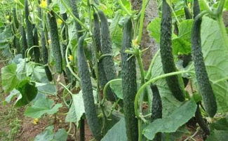 除草剂效果，你懂吗？