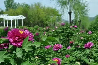 人工补光术， 花儿光彩照人