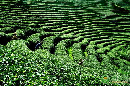 “10亩茶叶种植年利润多少？当前茶叶市场前景如何