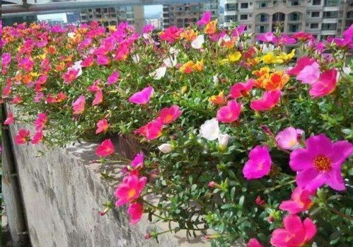 全国试验基地数据对比，一目了然！