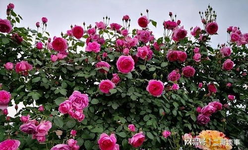 大游行月季：热烈的开花盛宴