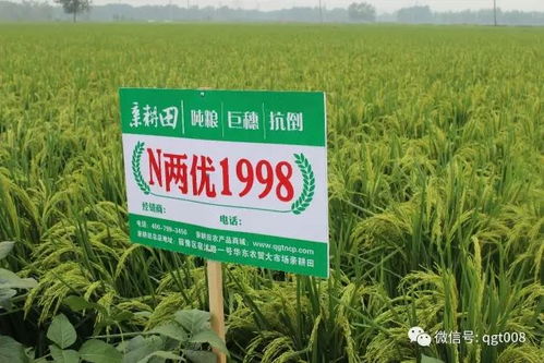 乙草胺水乳剂， 试验研究看效果
