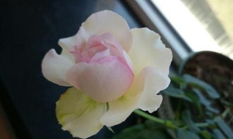 花期是啥时候啊？