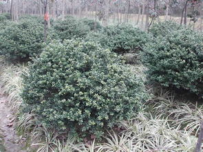 园林绿化，龟甲冬青的舞台