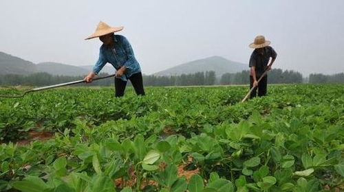 改良土壤：给花生一个健康的家