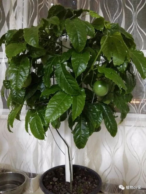 冬天养护注意事项