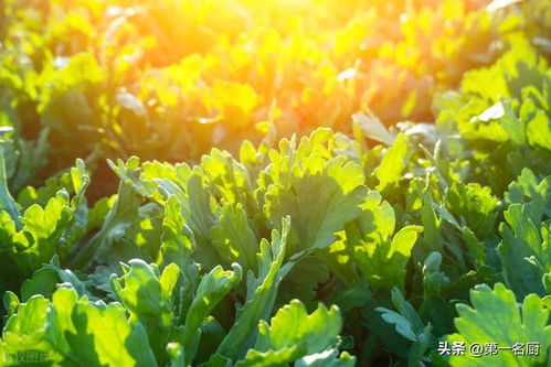 春天来了东北的草儿们也开始活跃了！