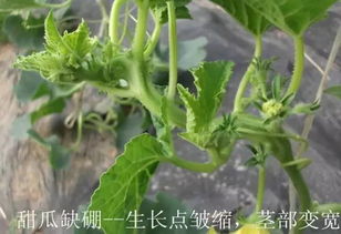 5-7天再来一次蔓延就能控制住了！