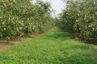 露草种植：揭秘土壤与光照的黄金法则