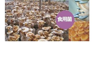 2017年种植平菇，能否盈利