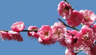 梅花中的耐寒之花，排名第四的洒金梅