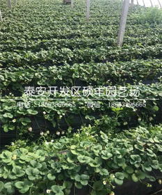 土壤改良和排水系统是成败关键