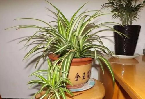 酒瓶兰施肥指南，浇水技巧一招get！