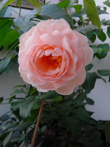 月季花：千姿百态， 美不胜收