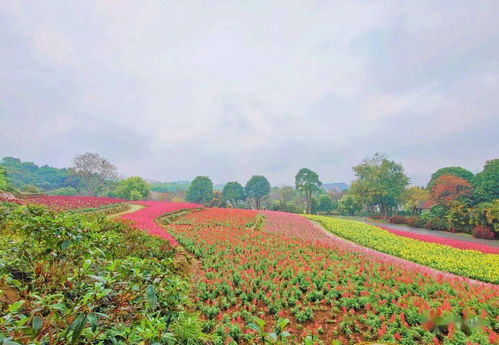 金鱼草的花语是“幸福、繁荣”，那么可以是