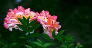 月季病害频发的原因