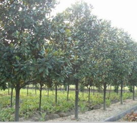 青檀15公分价格之谜