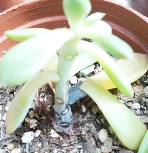 多肉植物伤口如何处理？如何避免感染