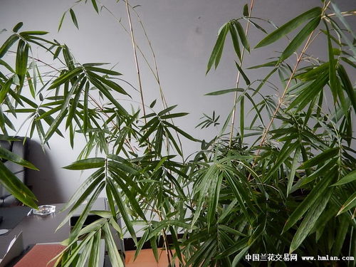 竹子生长方向识别， 修剪前的关键一步