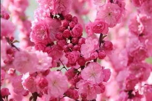 赏花小贴士，你值得拥有