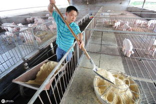 如何自制微生物饲料实现养猪成本降低40%？