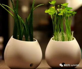 盆栽和地栽， 时间差要注意