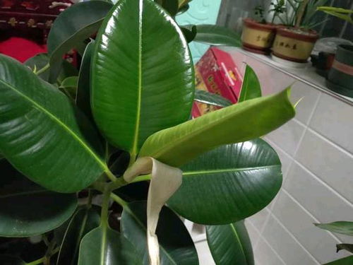 佛手种植要点有哪些？如何让佛手枝繁叶茂