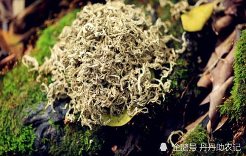 艾草价格多少钱一斤？如何挑选高性价比艾草