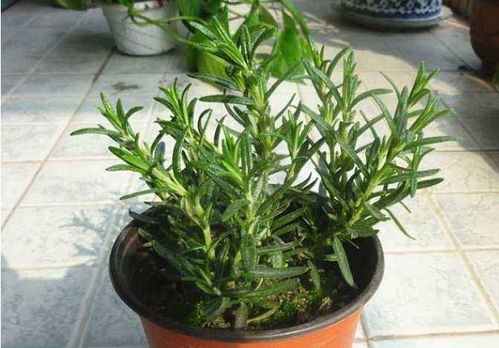 家里种什么花可依驱赶蚊子？