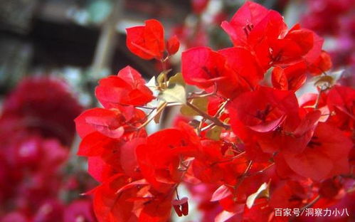 营养土的奥秘：进口的？还是自制的？