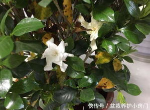 栀子花叶子发黄？这几个养殖方法你做对了吗
