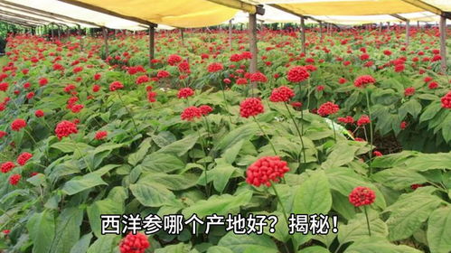 龙须菜产地揭秘：探秘花卉天堂