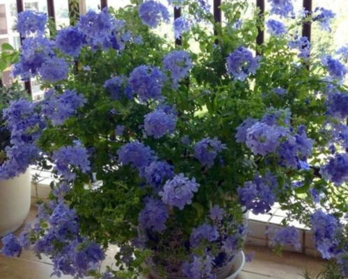 蓝雪花：夏日清凉小精灵