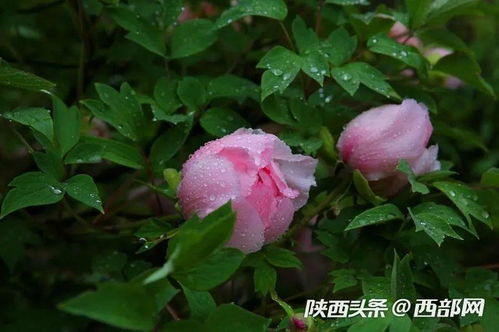 花开花落，美得让人心疼