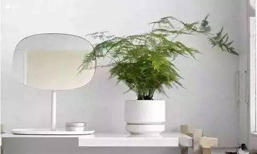 发财树宜摆客厅明亮处，忌阳光直射