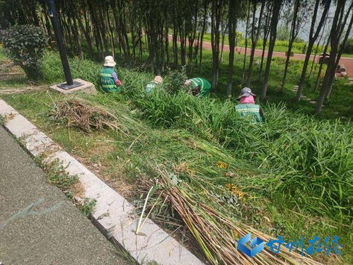 水上漂流的植物