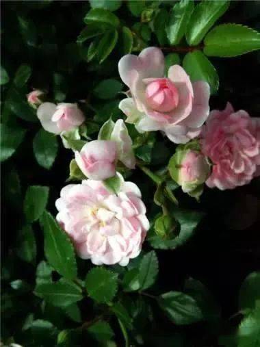 月季两枝独秀，是土壤还是阳光的错？