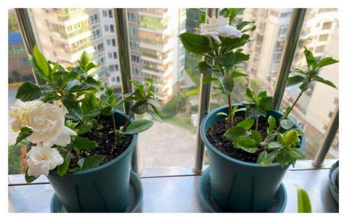 栀子花可以扦插吗？请详细介绍一下栀子花扦插的方法和注意事项