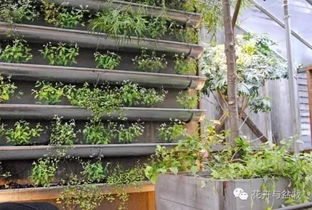 院子里栽培爬藤花卉