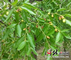 枣树挂果期，使用吡虫啉农药平安吗？揭秘真相！