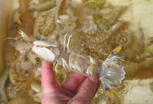 网传喂皮皮虾柴油可增重，真相如何