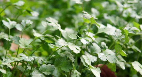 案例分析：刘阿姨的楼顶花园