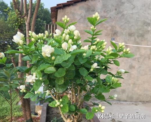 桂花种植首选大盆，空间更佳！