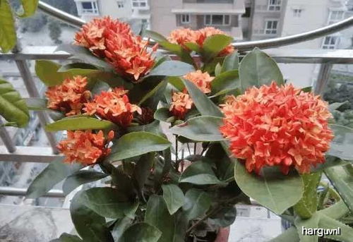 北方开花品种推荐