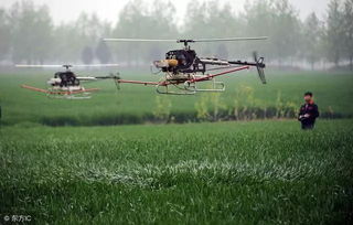 直升机打农药，效果怎么样？